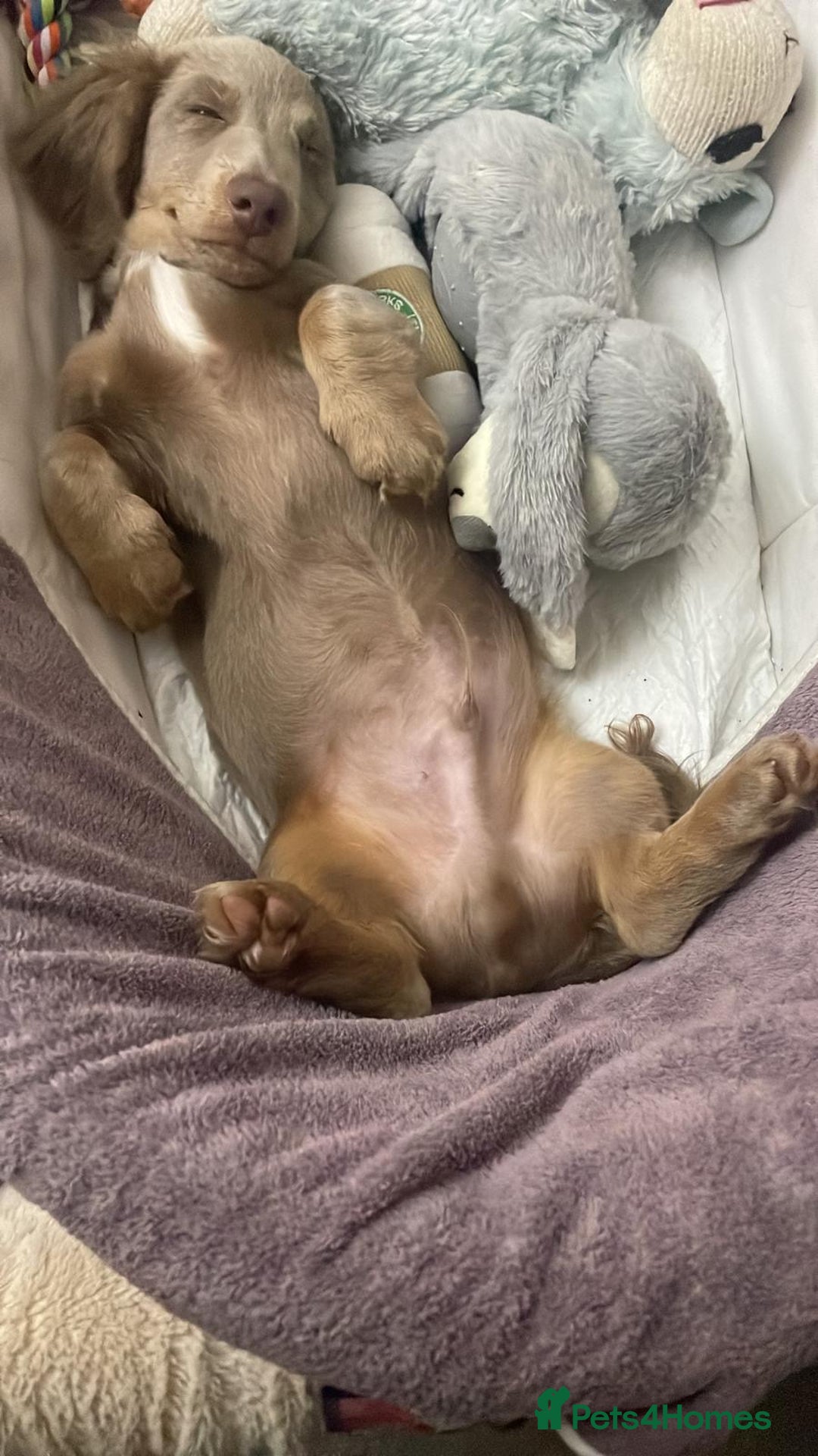Miniature Dachshund dogs for sale: 17 months KC reg Isabella Lilac male LC dachshund  - Advert 3
