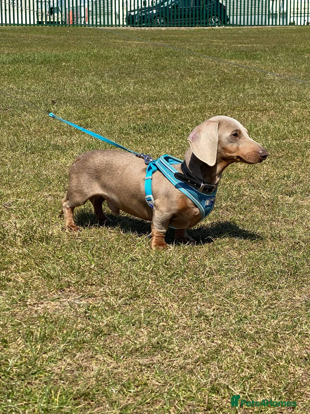 Miniature Dachshund dogs for stud: Isabella PRA/DM/OI clear son of Charlie Chaplin in Clacton-on-Sea - Advert 2