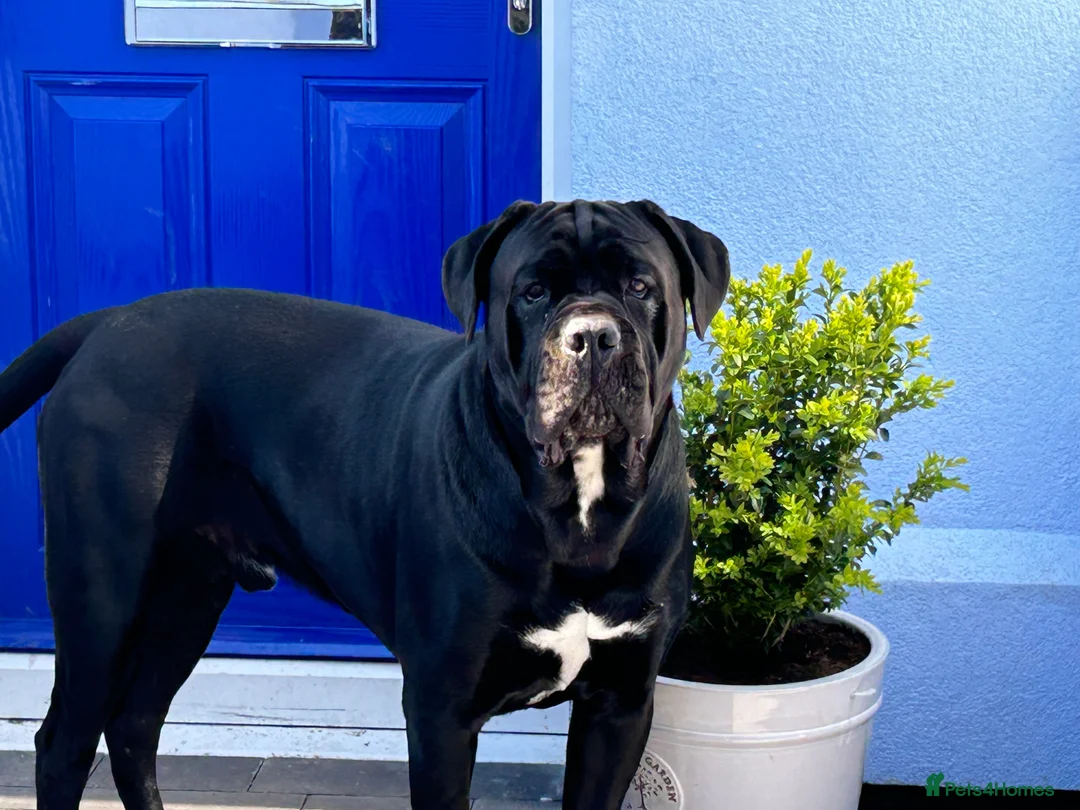 Cane Corso dogs for stud: Thor health tested proven Cane Corso for stud !!! in Cleethorpes - Advert 9
