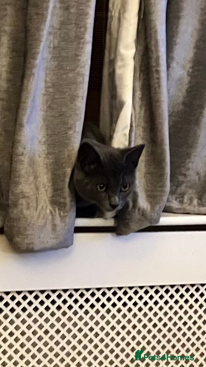 Russian Blue cats Russian blue female - Advert 7