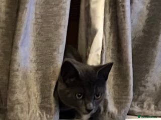 Russian Blue cats Russian blue female - Advert 2