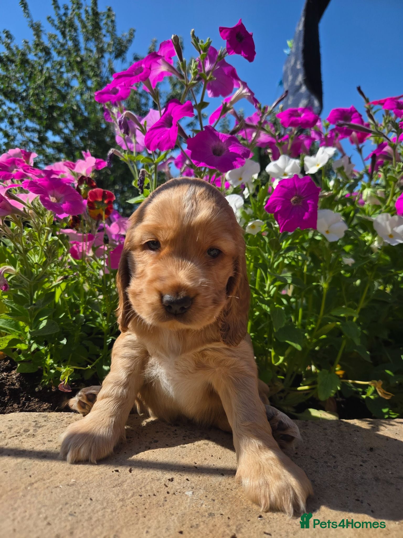 Cocker Spaniel dogs KC registered Show Cocker Spaniels  - Advert 4