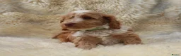 Cockapoo dogs for sale: FI CHAMPAGNE AND WHITE  MALE FROM 5* BREEDER - Advert 8