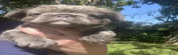 French Bulldog dogs for sale: BEAUTIFUL FLUFFY FRENCH BULLDOG PUPPIES - Advert 19