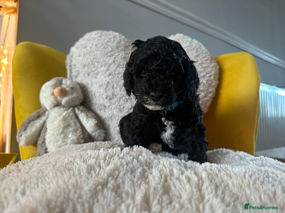 Schnoodle dogs for sale: Schnoodle Puppies - Advert 14