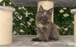 Maine Coon cats for sale: Tica DNA negative Maine Coon kittens  in Fordingbridge - Image 22