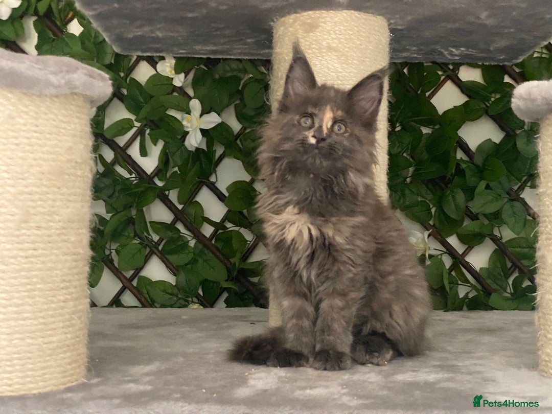 Maine Coon cats for sale: Tica DNA negative Maine Coon kittens  in Fordingbridge - Image 22