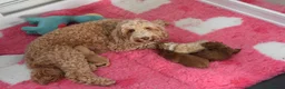 Australian Labradoodle dogs for sale: F1 Cockapoo x Australian Labradoodle Puppies - Advert 3