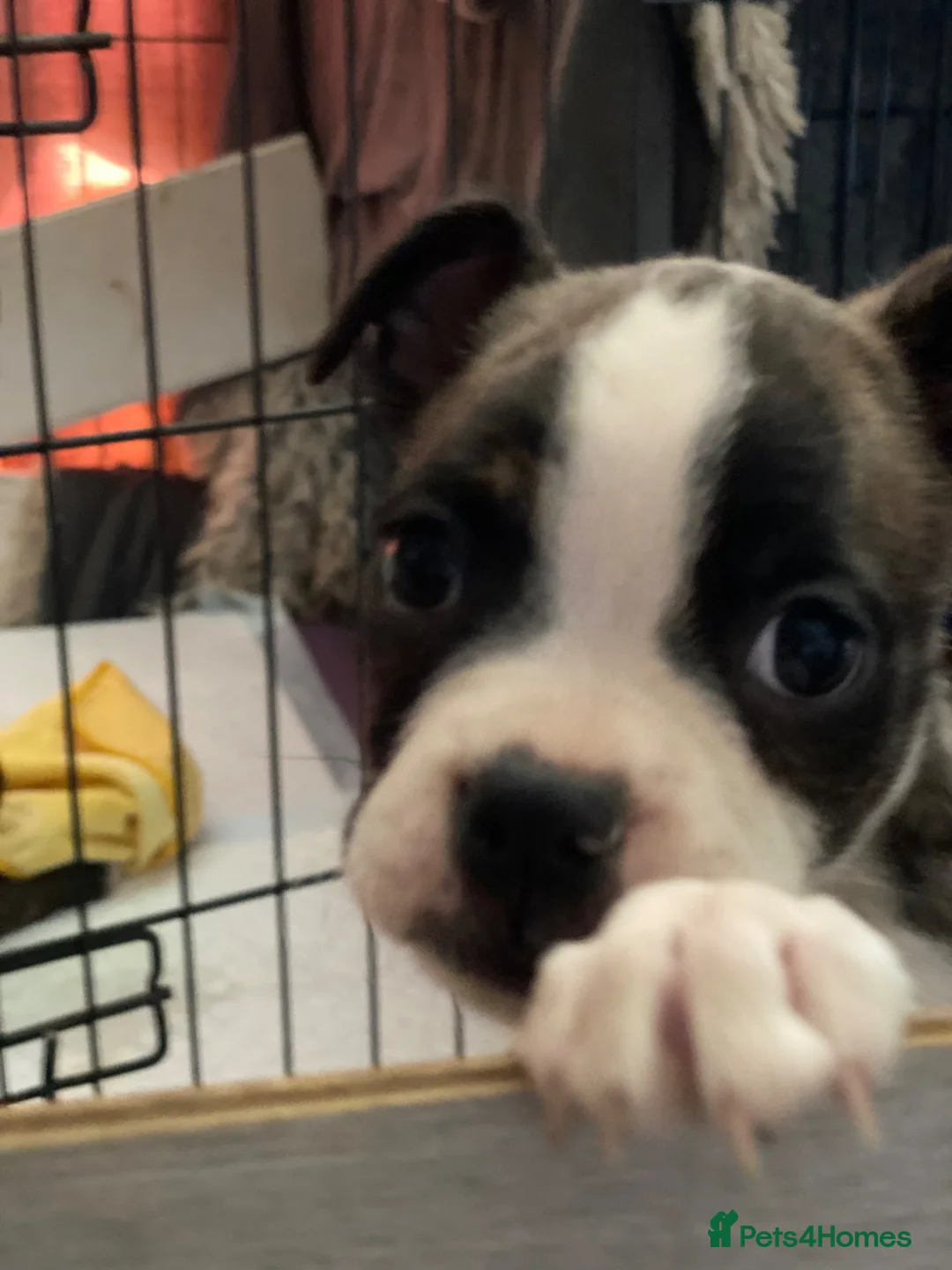 Mixed Breed dogs for sale: Boxer x Boston aka Mini boxer 🤩🤩🤩🐾🧬 - Advert 2
