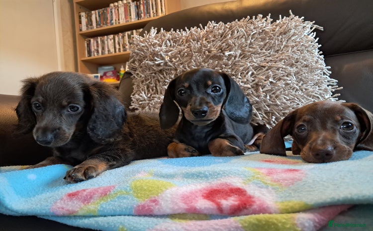 Miniature Dachshund dogs in Stoke-on-Trent - Advert 8