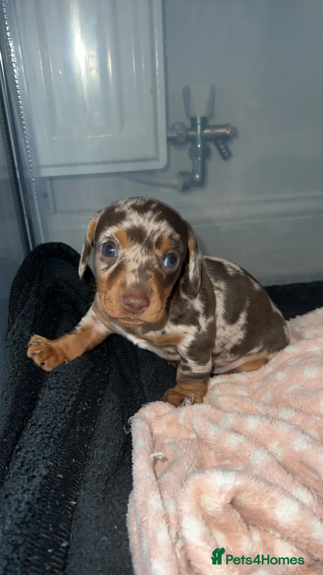 Miniature Dachshund dogs for sale: Miniature Dachshund pups - Advert 3