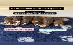 Cockapoo dogs for sale: 🏆 f1 miniature show Cockapoos fully health tested - Image 2