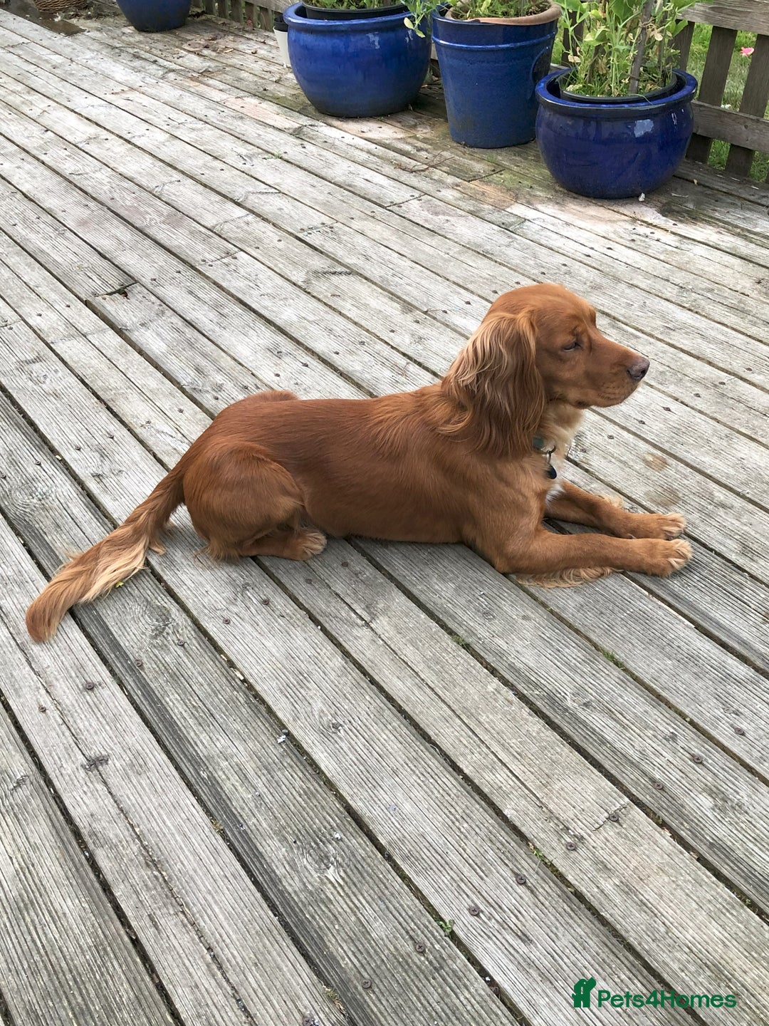 Cocker Spaniel dogs for stud: Cocker Spaniel KC registered for Stud in Stowmarket - Advert 4