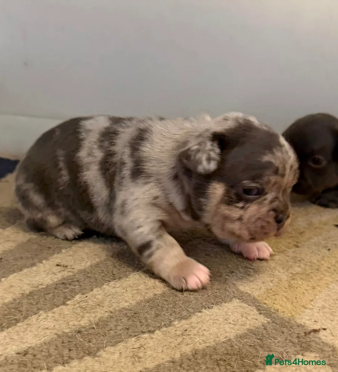 French Bulldog dogs for sale: K.C registered French bulldog  - Advert 10