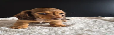 Miniature Dachshund 4