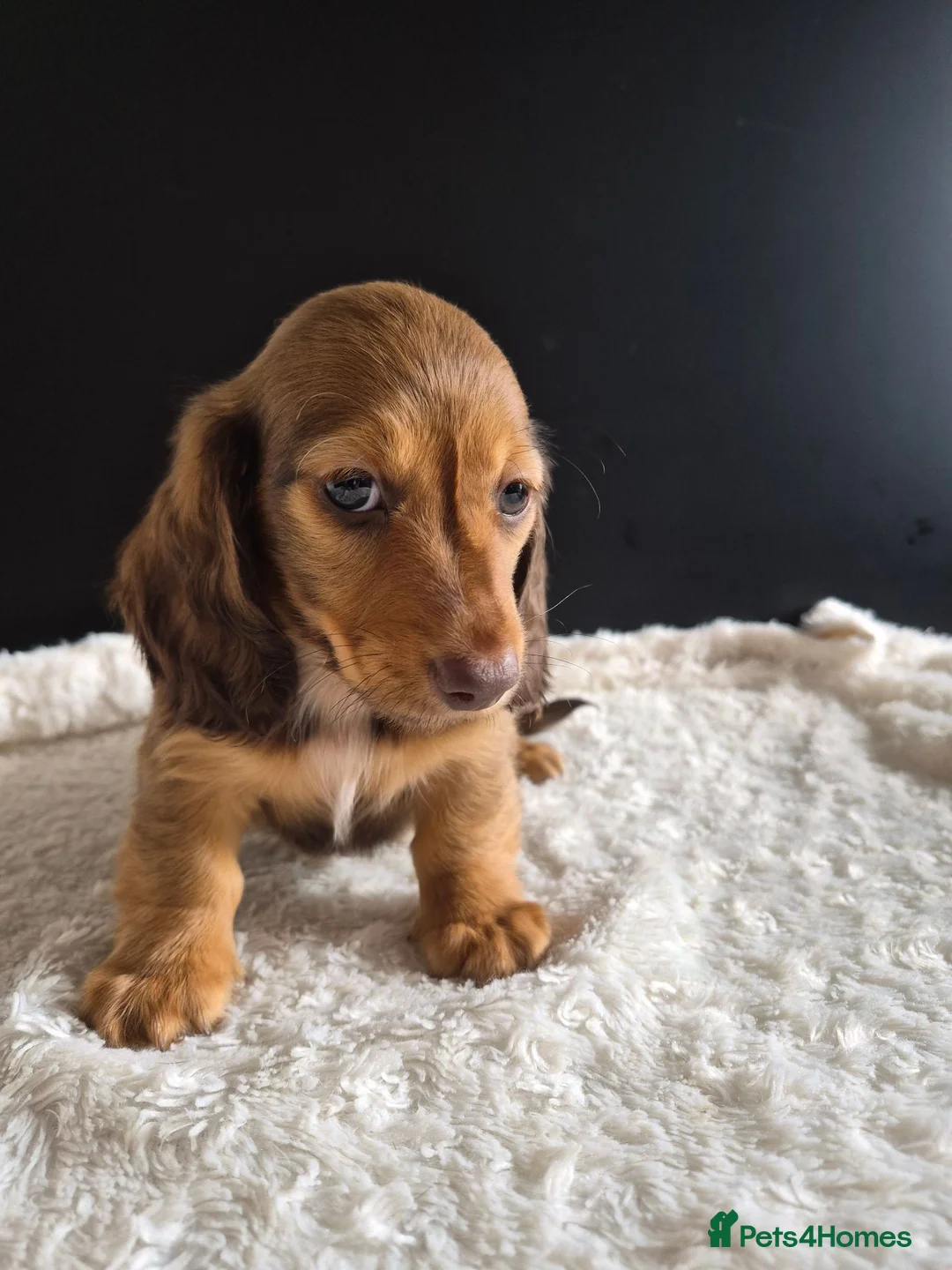 Miniature Dachshund dogs for sale: KC Reg Miniature Long-Haired Dachshund Ready Now!  - Advert 12