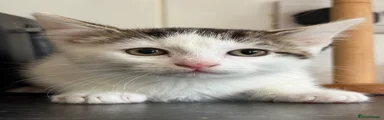 Mr Attention 