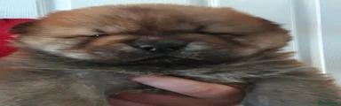 Chow Chow 4