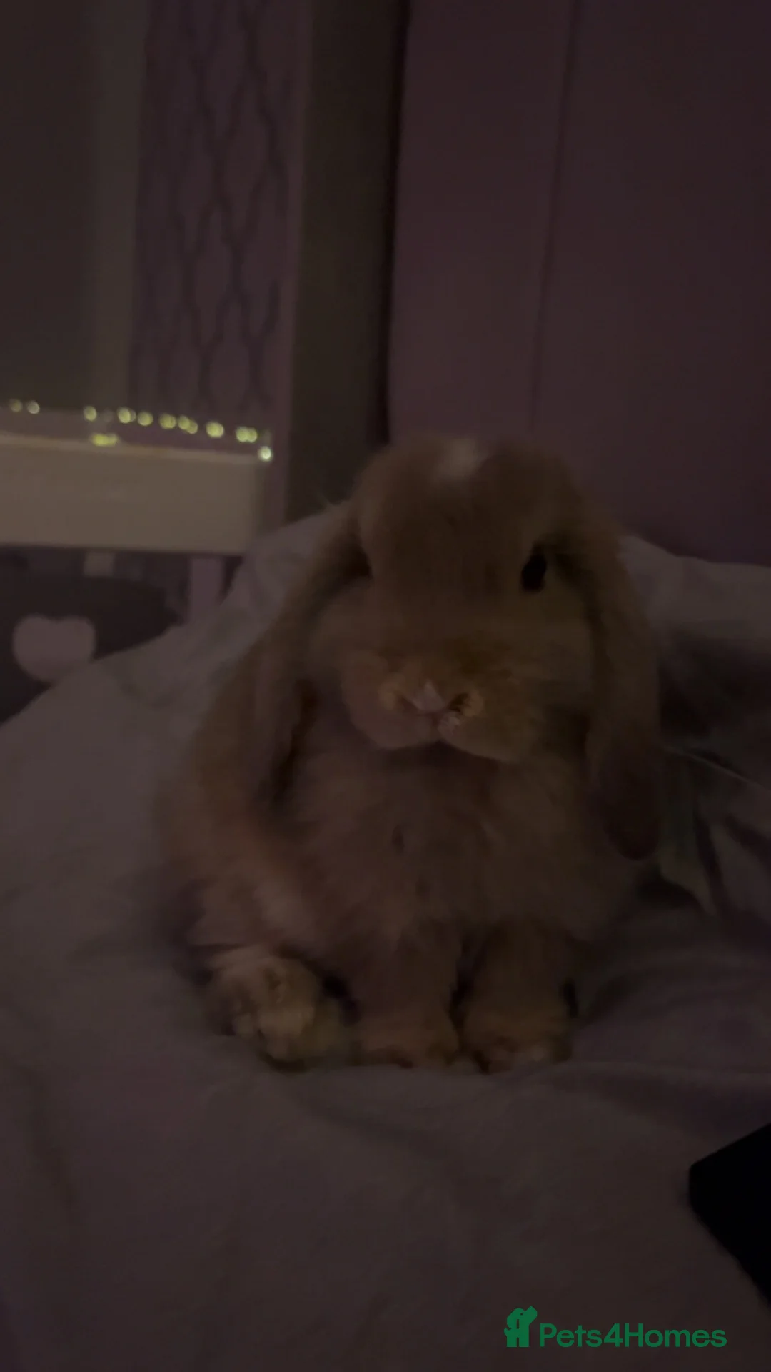 Mini Lop rabbits for sale: Mini Lop for sale - Advert 3