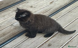Mixed Breed cats for sale: Ready for forever homes NOW - Image 13