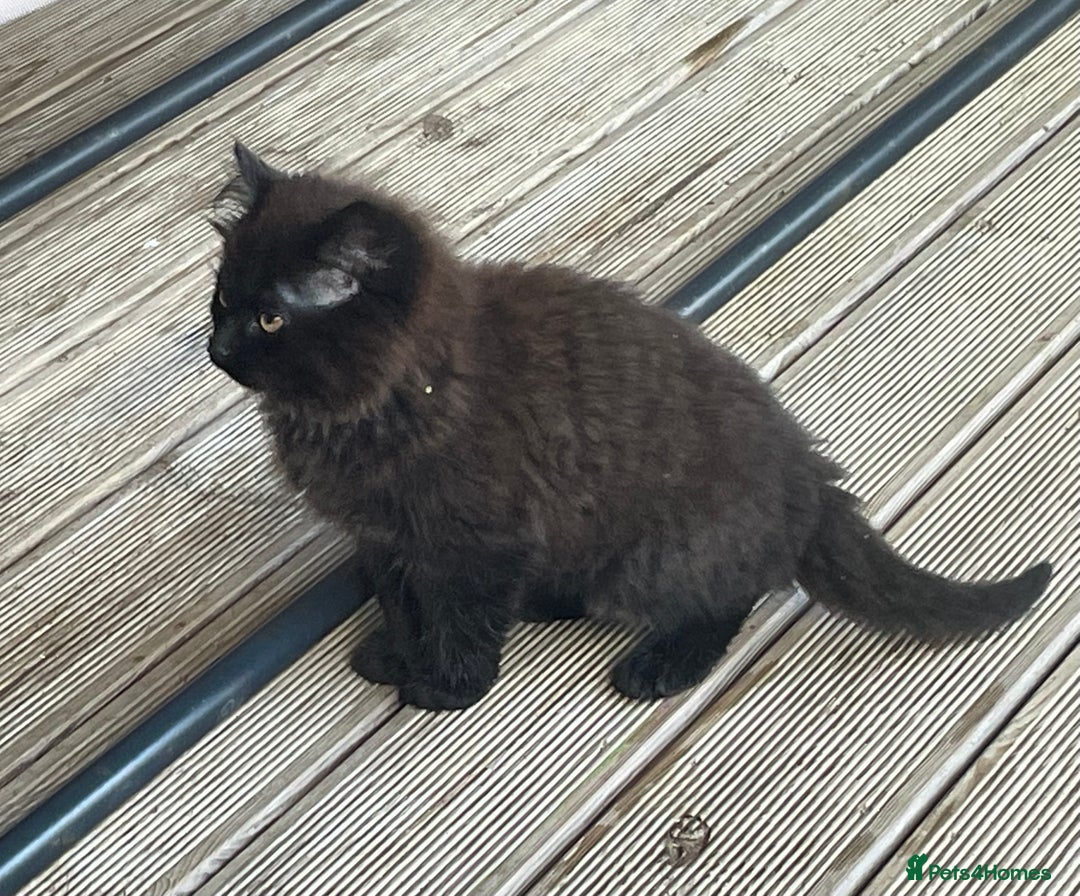 Mixed Breed cats for sale: Ready for forever homes NOW - Image 13