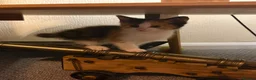 Mixed Breed cats for sale: 6/7 Week old Tortoise Female Kitten - Advert 19