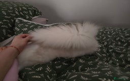 Ragdoll cats for sale: ‼️Purebred Ragdoll looking for a forever home‼️ - Image 6