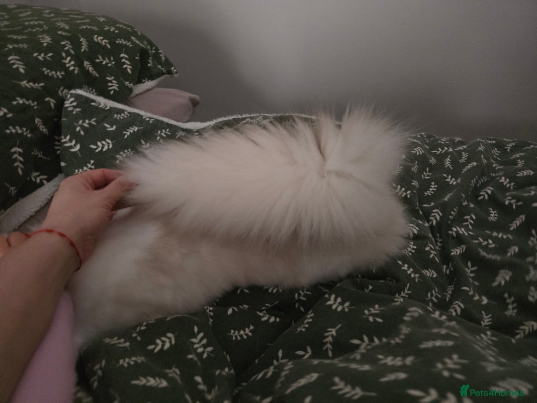 Ragdoll cats for sale: ‼️Purebred Ragdoll looking for a forever home‼️ - Image 6