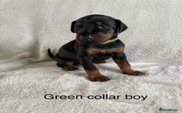 Dobermann dogs for sale: Beautiful European KC reg Doberman Puppies - Image 27