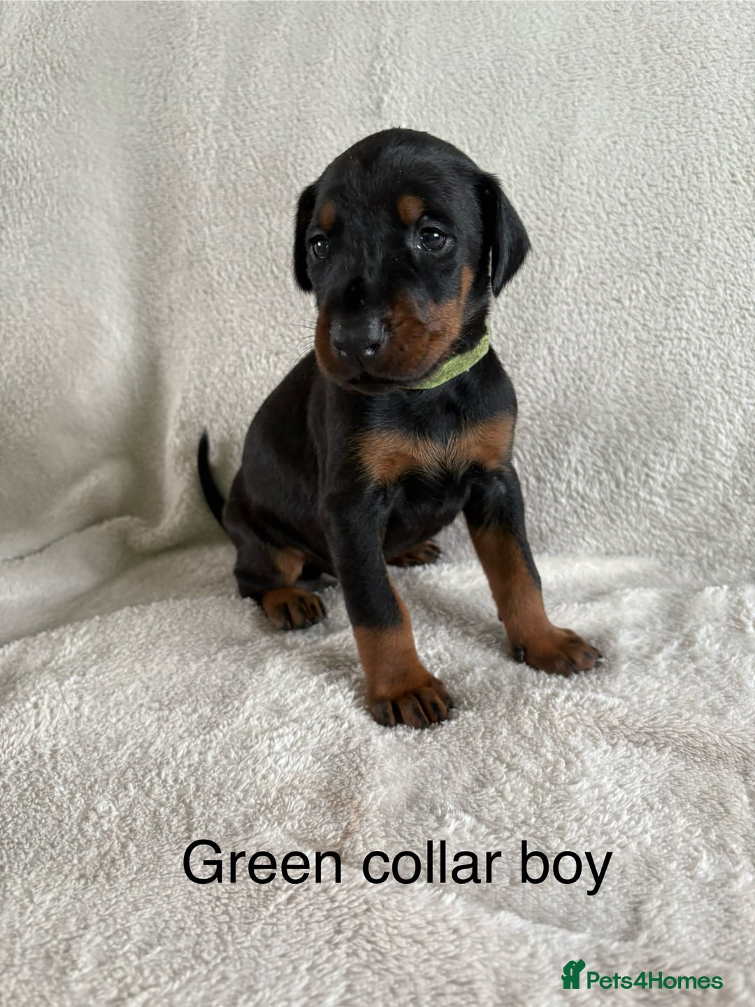 Dobermann dogs for sale: Beautiful European KC reg Doberman Puppies - Image 27