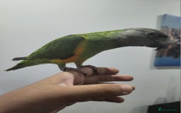 Budgerigars birds for sale: Tame Senegal parrot! With Full Set Up! - Image 4