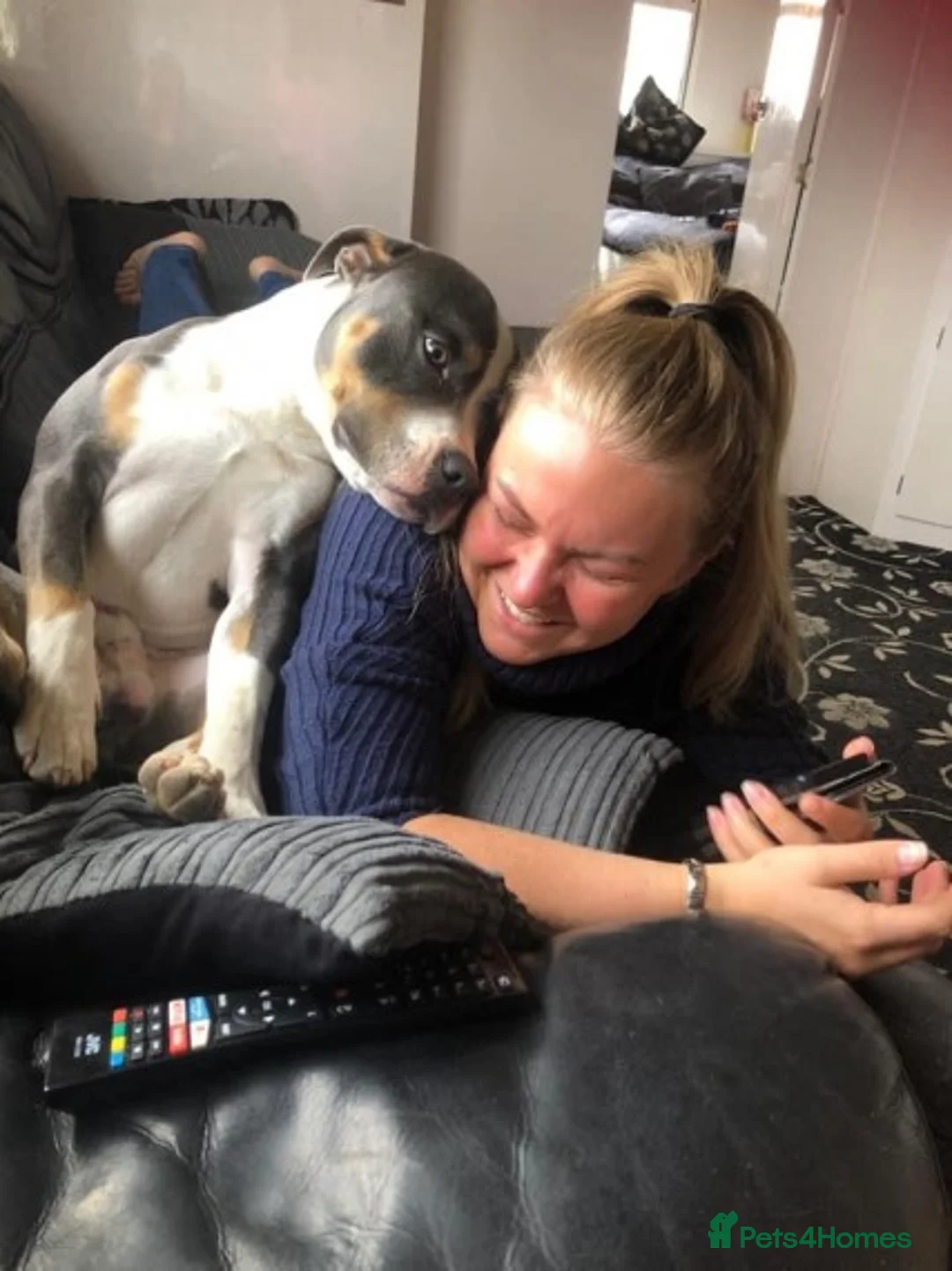 Staffordshire Bull Terrier dogs for stud: Tri Blue, PROVEN an the most beautiful temperament in Loughborough - Advert 12