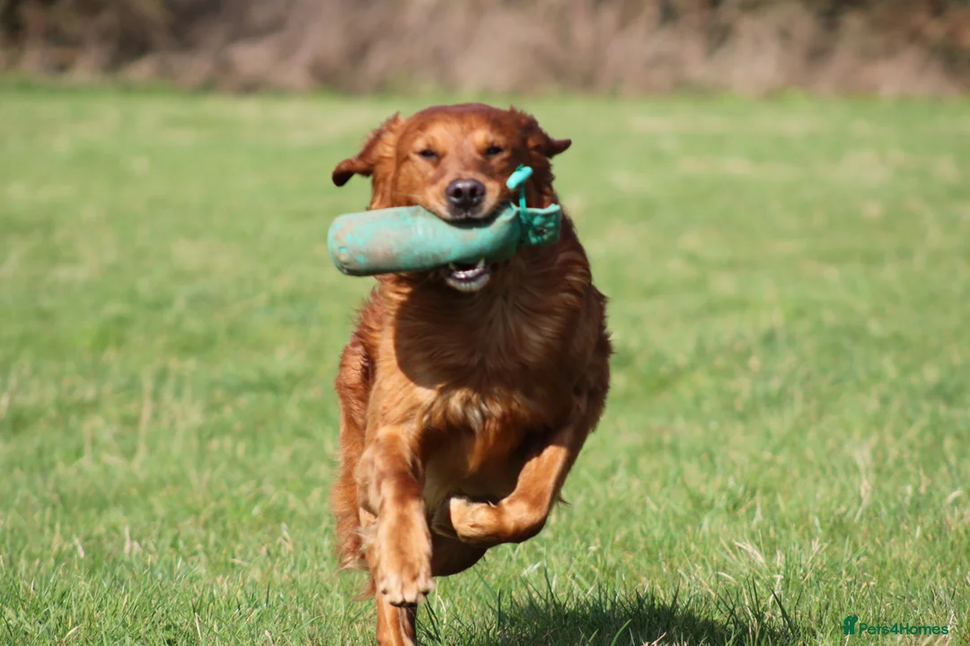 Golden Retriever dogs for stud: FULLY HEALTH TESTED Dark Golden Retriever stud dog in Newark - Advert 2