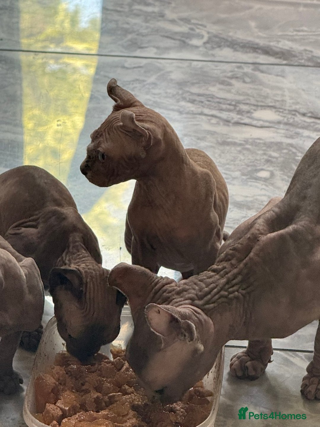 Sphynx cats for sale: FAB OPPORTUNITY! adults&kittens active TICA reg! - Image 5
