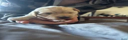 Mixed Breed dogs for sale: Beautiful Golden Sprockerpoo’s Ready End of May - Advert 4