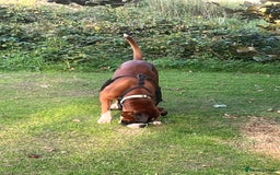 Boxer dogs for stud: Vinnie the Boxer - Image 5