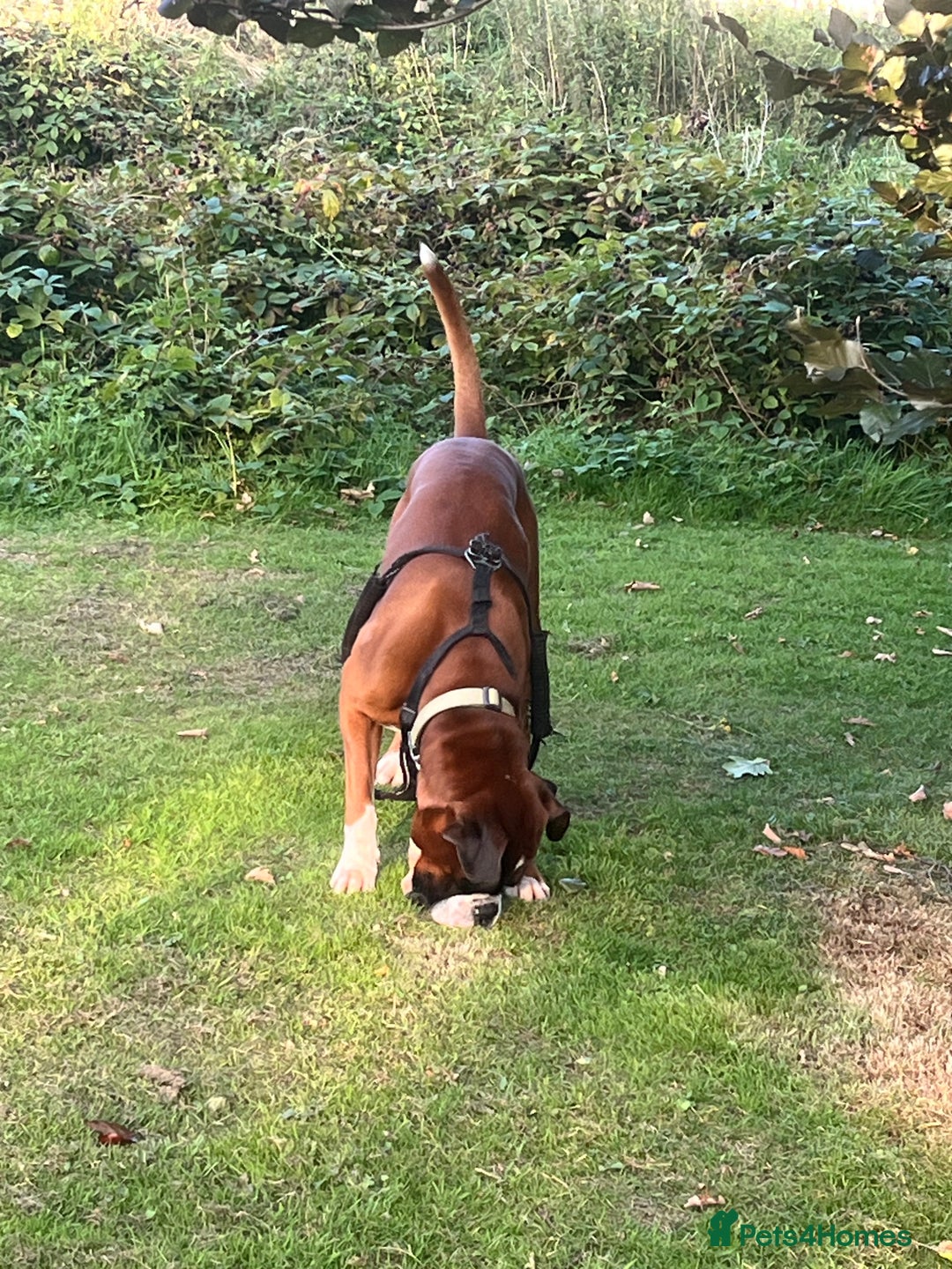 Boxer dogs for stud: Vinnie the Boxer - Image 5
