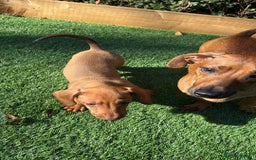 Miniature Dachshund dogs for sale: Miniature dachshund puppy - Image 8