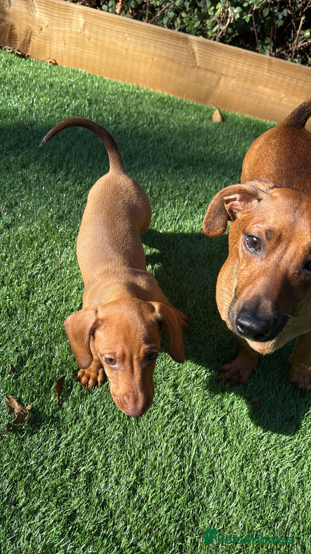 Miniature Dachshund dogs for sale: Miniature dachshund puppy - Image 8