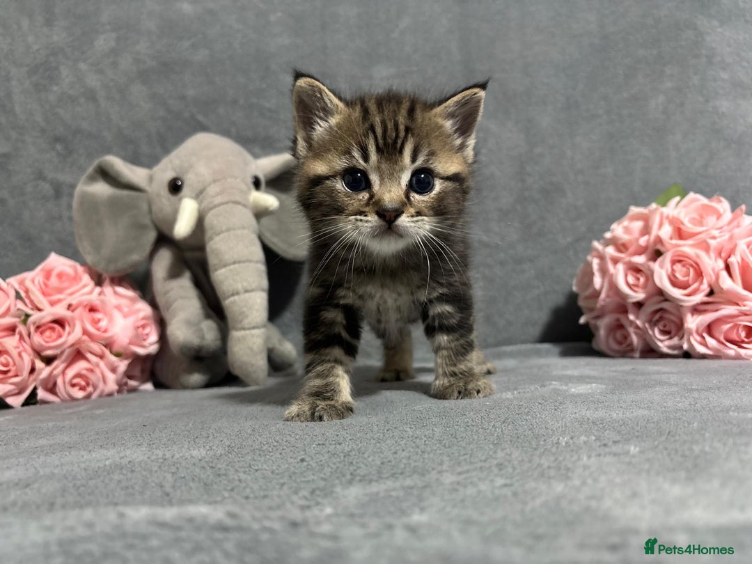 Mixed Breed cats for sale: Ragdoll mixed kittens Grey. Tabby. Speckled. Black - Advert 14