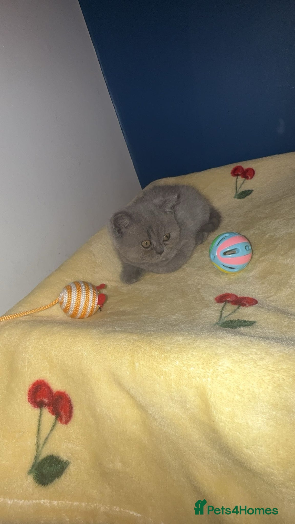 British Shorthair cats GCCF Registered Blue Female  - Advert 1