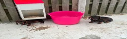Dachshund dogs for sale: 2 tekles for sale brother and sister £1100 ONO - Advert 6