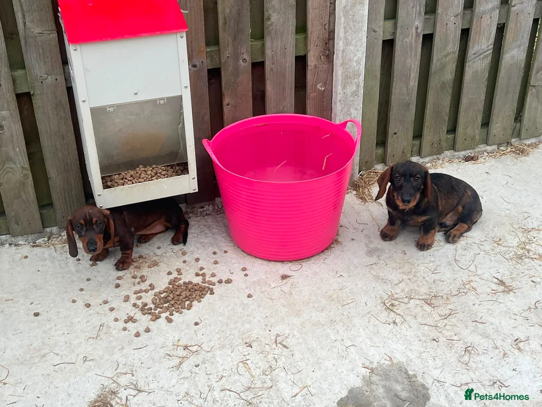Dachshund dogs for sale: 2 tekles for sale brother and sister £1100 ONO - Advert 6
