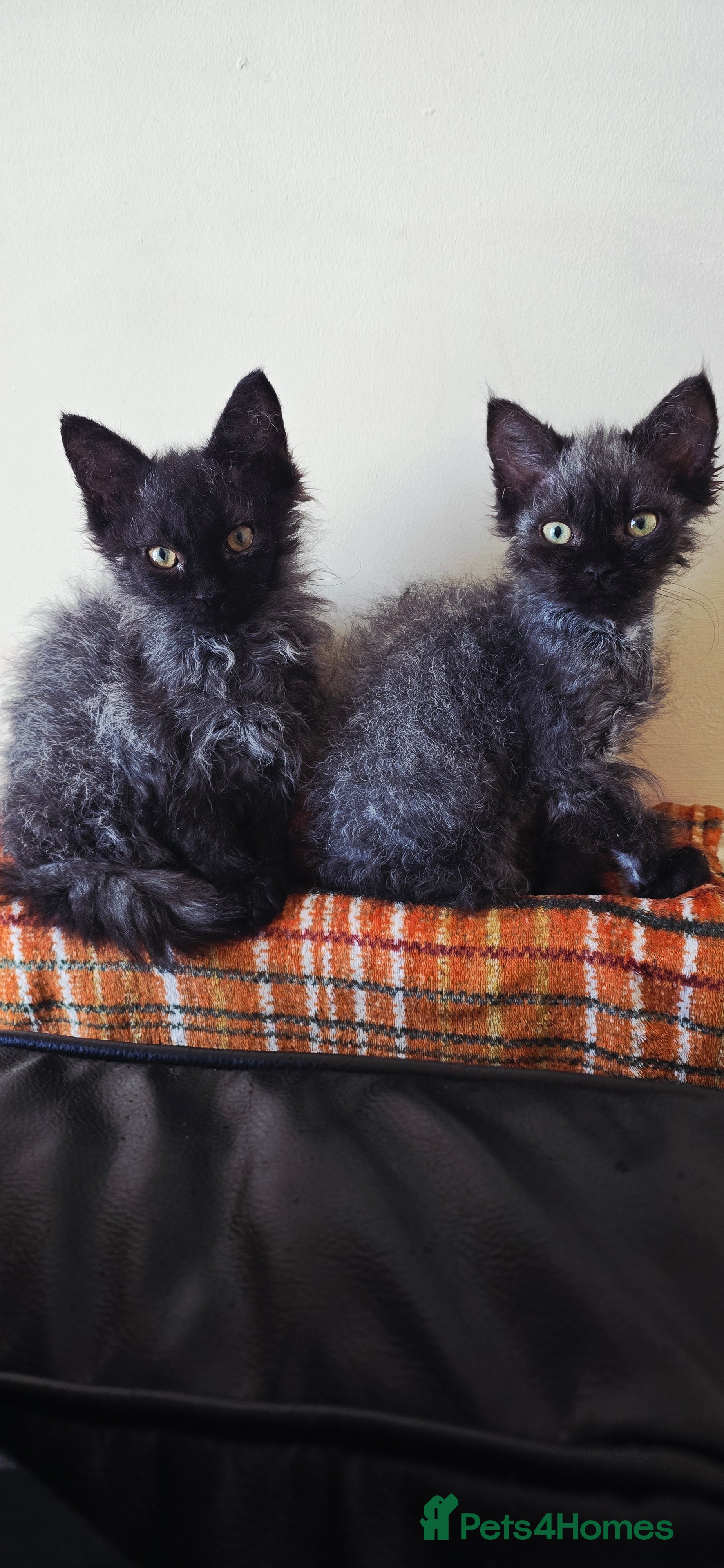 LaPerm cats 2 male Laperm mix kittens, curly haired - Advert 1