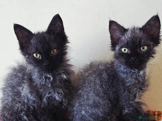 LaPerm cats 2 male Laperm mix kittens, curly haired - Advert 1