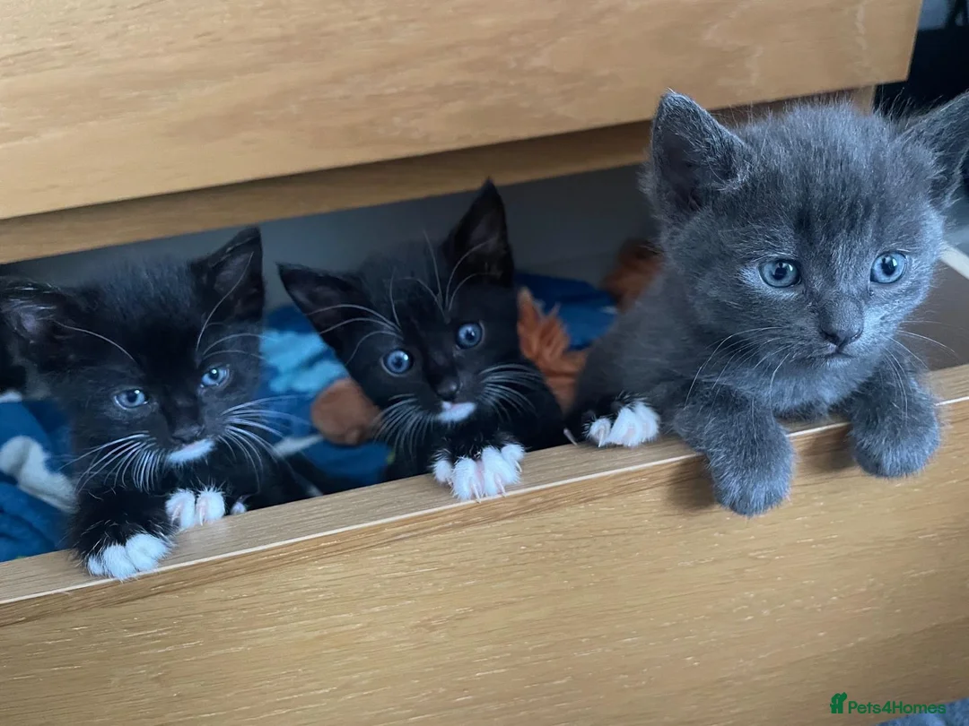British Shorthair cats for sale: 4 kittens  in Eastleigh - Advert 1
