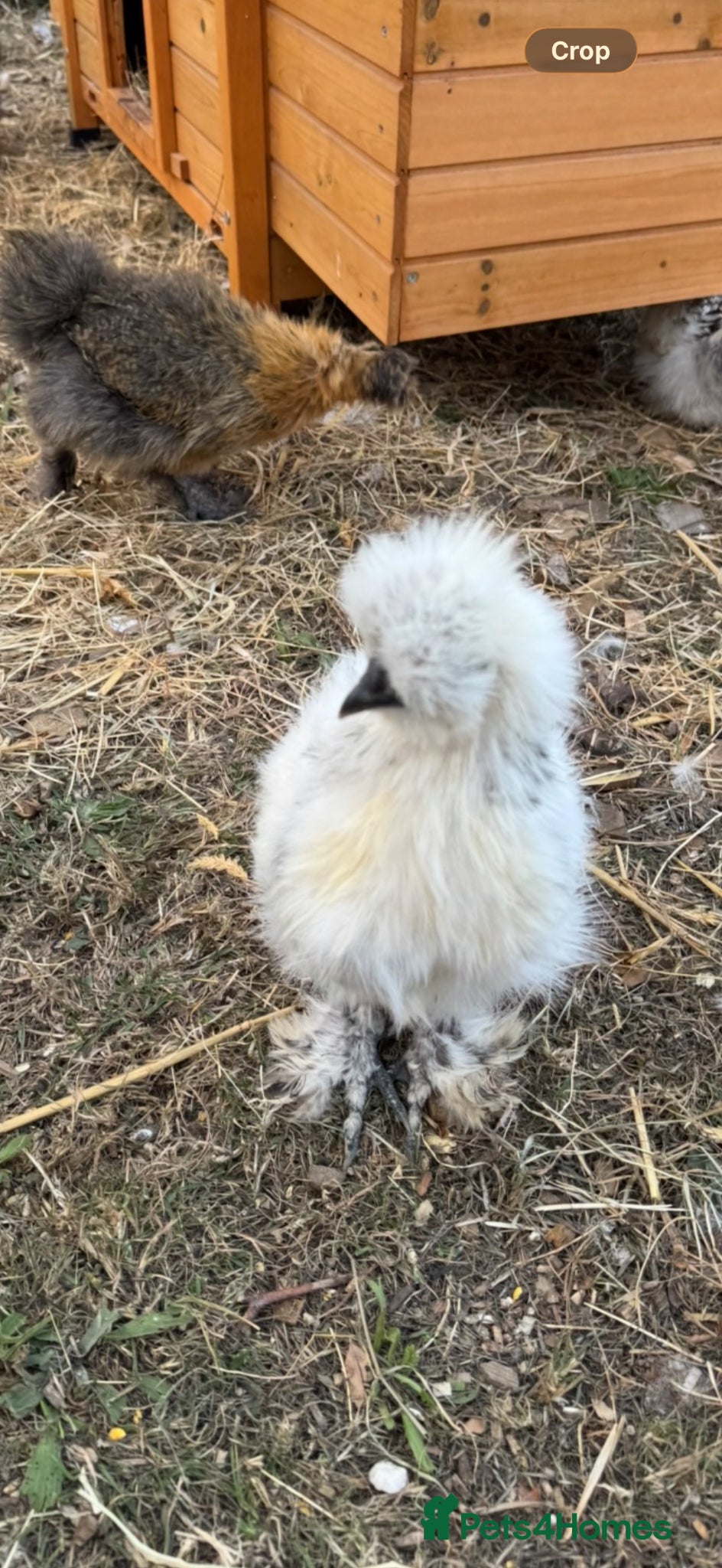 Chickens poultry Silkie roosters  - Advert 1