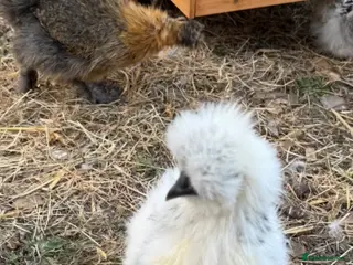 Chickens poultry for sale: Silkie roosters - Advert 1