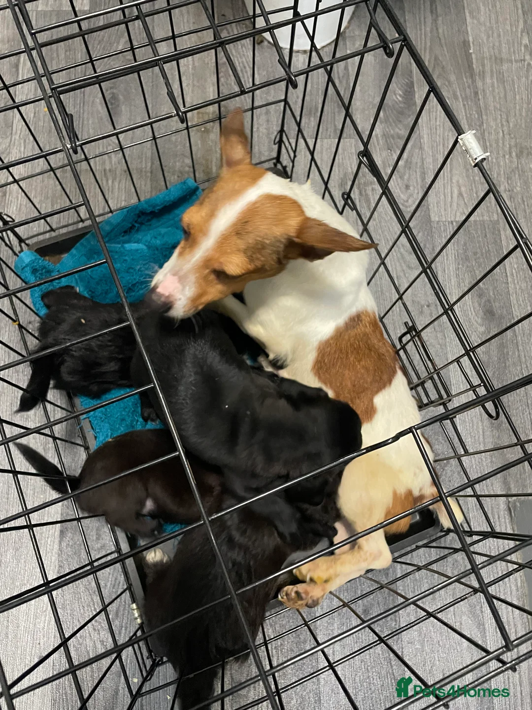 Jackapoo dogs for sale: Miniature jackapoo puppies with pedigree papers  - Advert 8