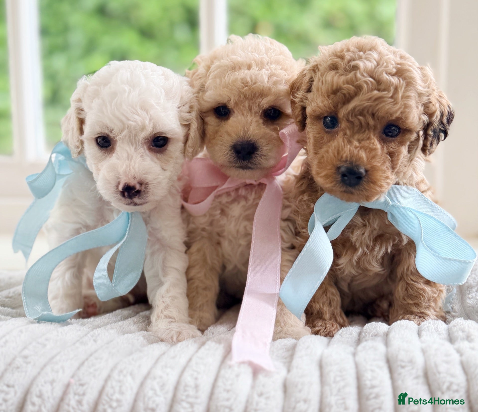 Mixed Breed dogs Stunning Shichon-poo teddies - Advert 1